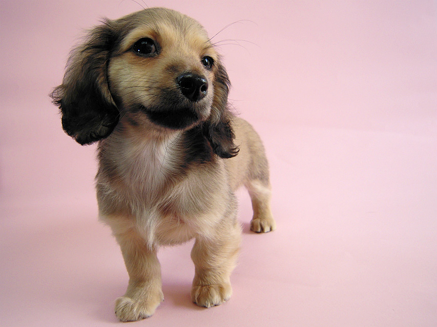 カニヘン シェーデットクリーム女の子 石川県・N様 カニヘン シェーデットクリーム女の子 石川県・N様