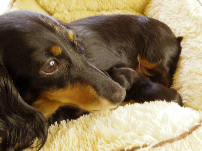 カニンヘンダックス ピリカ シルバータンダップル カニンヘンダックス ピリカ シルバータンダップル