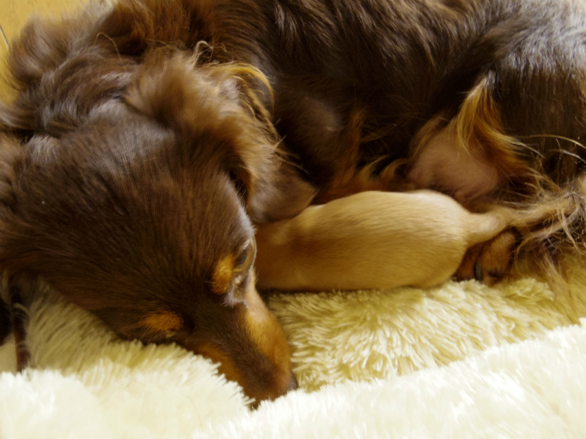 2013.10.25 　コラム出産しました　ゴールド女の子