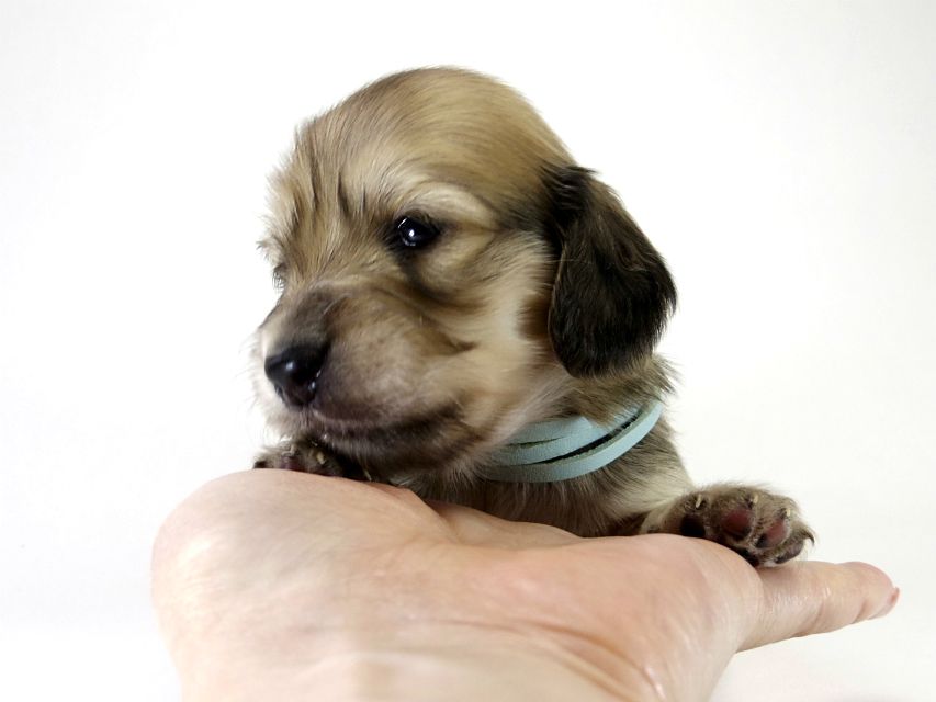 カニンヘン ダックスフンド 子犬 シェーデットクリーム 男の子