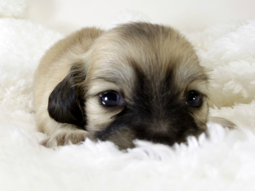 カニンヘン ダックスフンド 子犬 シェーデットクリーム 男の子