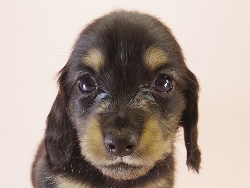 カニンヘンダックス ハッピーベル & 武蔵の赤ちゃん ブラック＆クリーム 男の子 ①