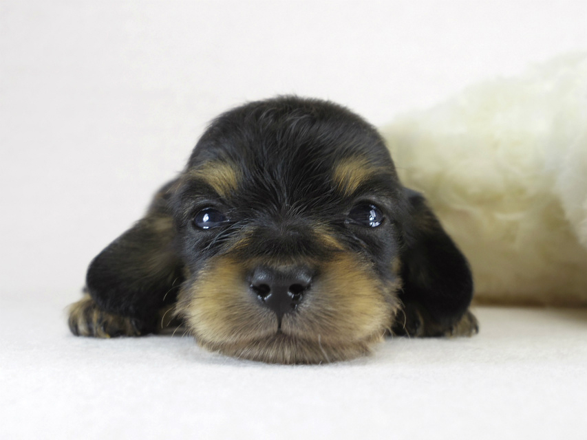 カニヘン　子犬　ブラクリ男の子