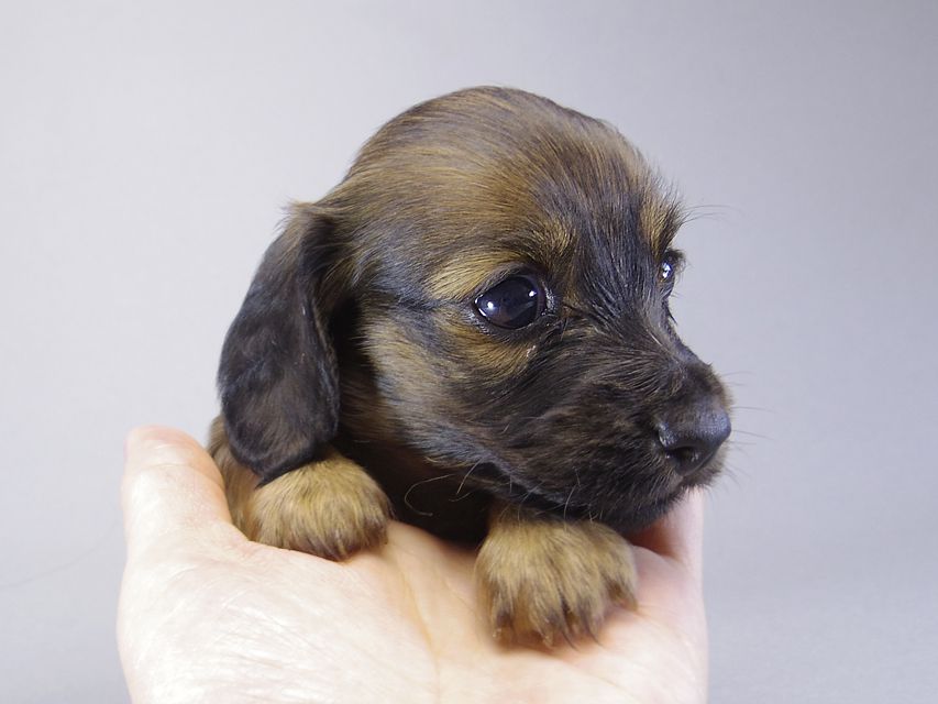 カニンヘン ダックスフンド アンジュ & ジムダンディの赤ちゃん 7/13生まれ シェーデットレッド女の子 ②