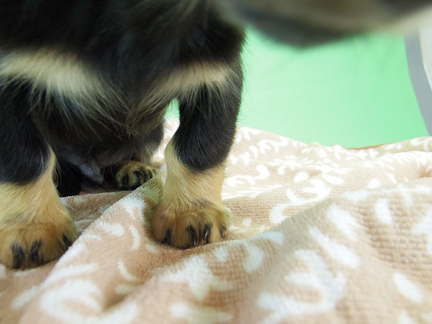 カニンヘン ダックスフンド エルナ & オスカルの赤ちゃん 6/25生まれ032 カニンヘン ダックスフンド エルナ & オスカルの赤ちゃん 6/25生まれ