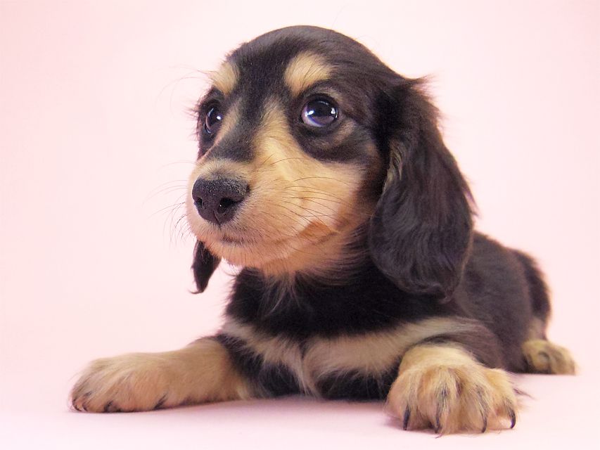 ミニチュアダックス シャーディー & オスカルの赤ちゃん ブラッククリーム 男の子