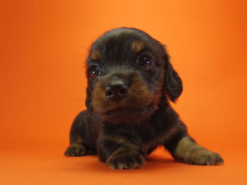 ダックスフンド いちご & ジャンクレールダンディの赤ちゃん ブラックタン 男の子