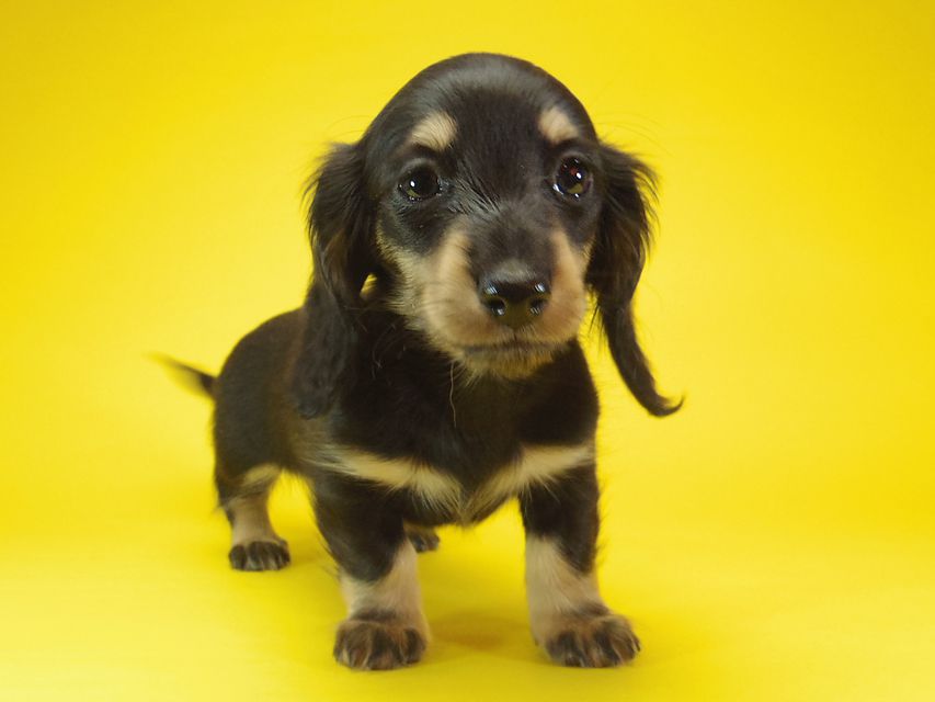 ダックスフンド わらび & アサヒの子犬 ブラッククリーム 女の子③