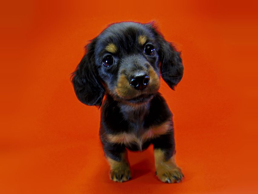 ダックスフンド カニンヘン いちご & ジャンクレールダンディの子犬 ブラックタン 男の子