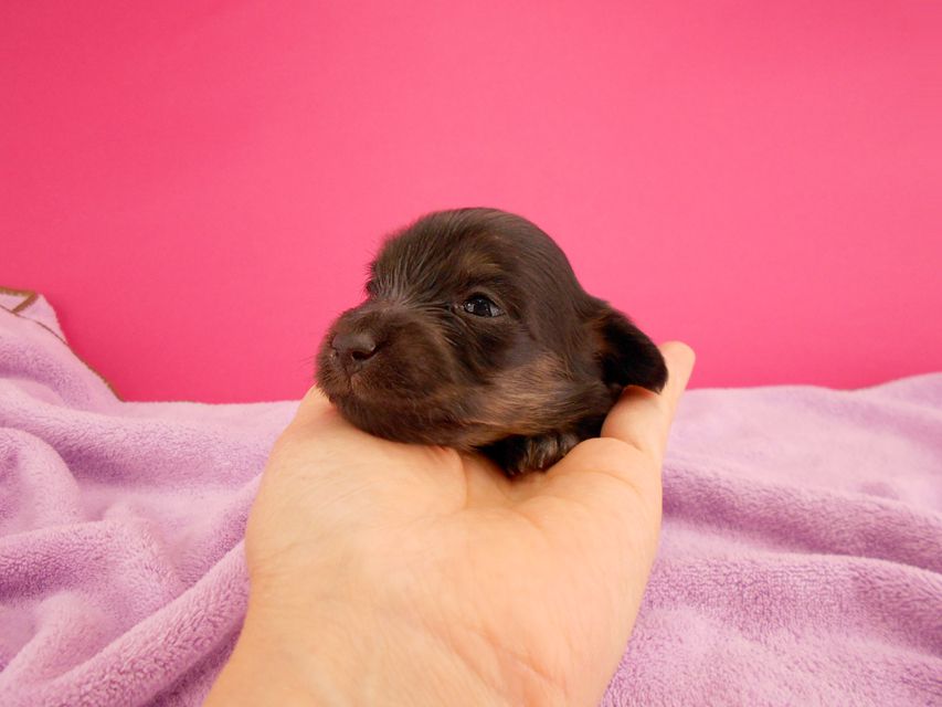 カニンヘンダックス オーシャン & ナイトの子犬 ブラックイエロー 女の子 お写真初登場
