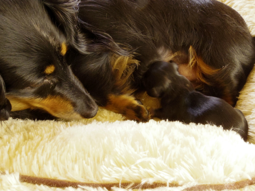 カニンヘンダックス ピリカ シルバータンダップル カニンヘンダックス ピリカ シルバータンダップル