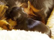 2013.10.20 ピリカが出産しました! シルバータンダップル男の子 2013.10.20 ピリカが出産しました! シルバータンダップル男の子