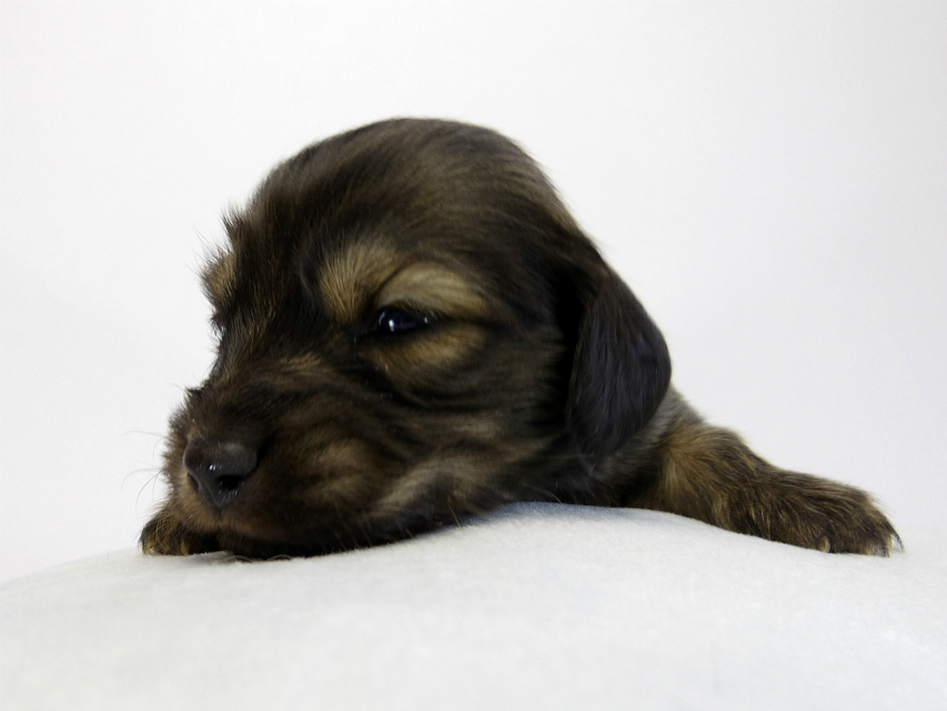 カニンヘン ダックスフンド 子犬 ブラッククリーム 男の子