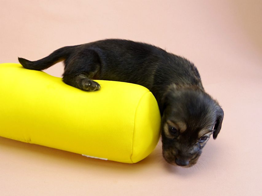 カニンヘン ダックスフンド 子犬 シェーデットクリーム 男の子 カニンヘン ダックスフンド 子犬 シェーデットクリーム 男の子