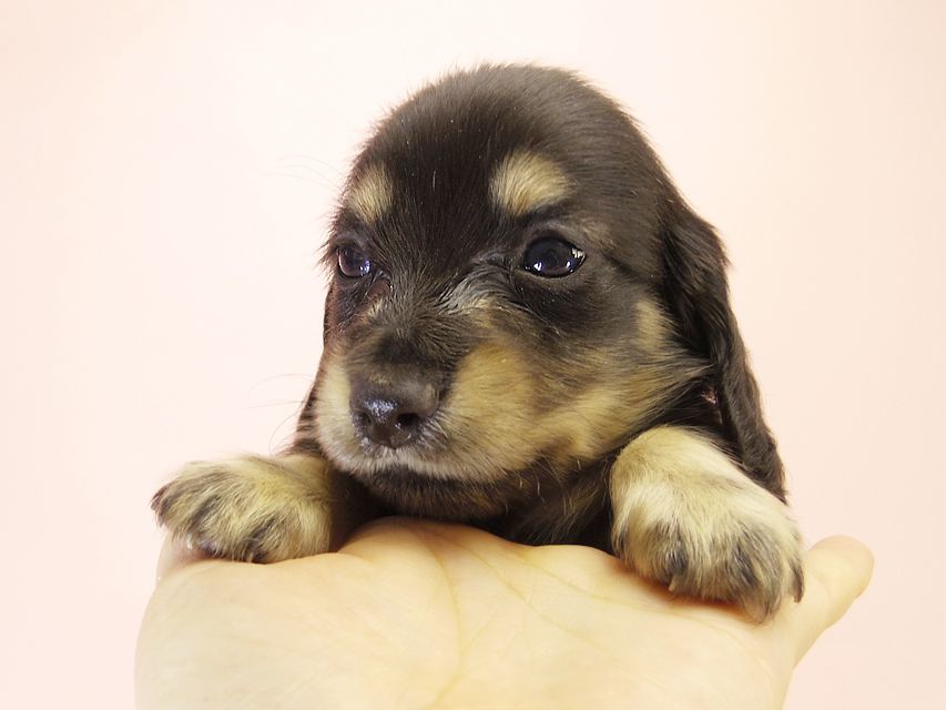 カニンヘンダックス ハッピーベル & 武蔵の赤ちゃん ブラック＆クリーム 男の子 ①