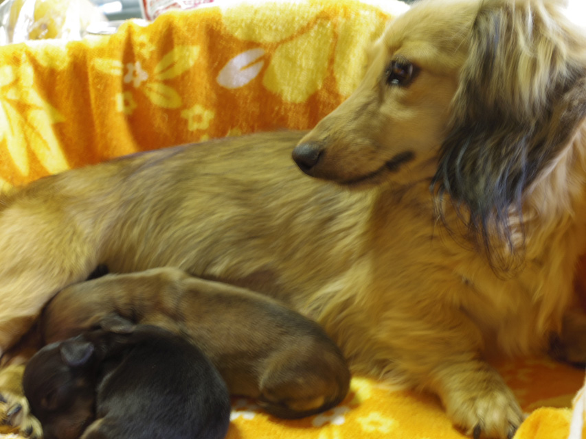 カニンヘンダックスのクレアが5月1日出産しました