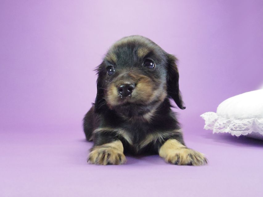 カニンヘン ダックスフンド レイ.s & 武蔵の子犬 ブラッククリーム 男の子