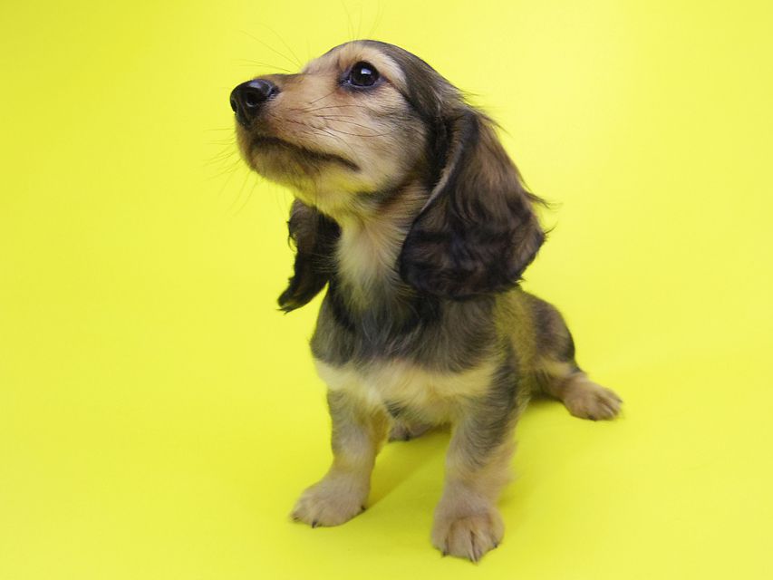 ダックスフンド カニンヘン ティアラ & オスカルの子犬 シェーデットクリーム 女の子033 ダックスフンド カニンヘン ティアラ & オスカルの子犬 シェーデットクリーム 女の子