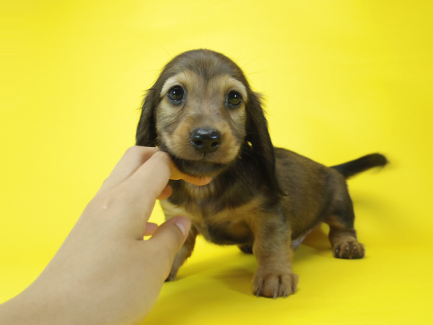 ダックスフンド ルヒィ & ジムダンディの子犬 レッド 男の子033 ダックスフンド ルヒィ & ジムダンディの子犬 レッド 男の子