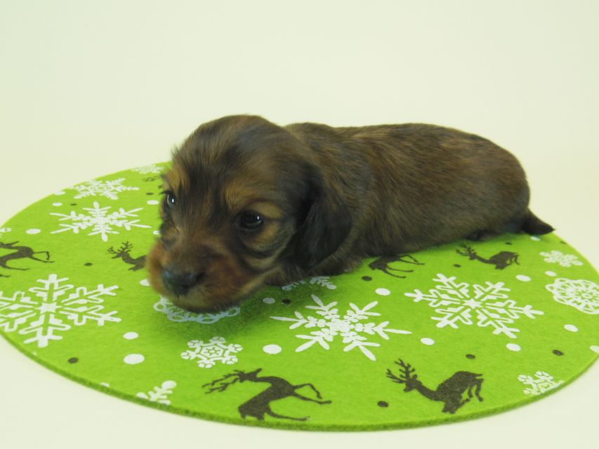 ダックスフンド ミニチュアダックス リールー & ジムダンディの子犬 シェーデットレッド 男の子 お写真初登場033 ダックスフンド ミニチュアダックス リールー & ジムダンディの子犬 シェーデットレッド 男の子 お写真初登場