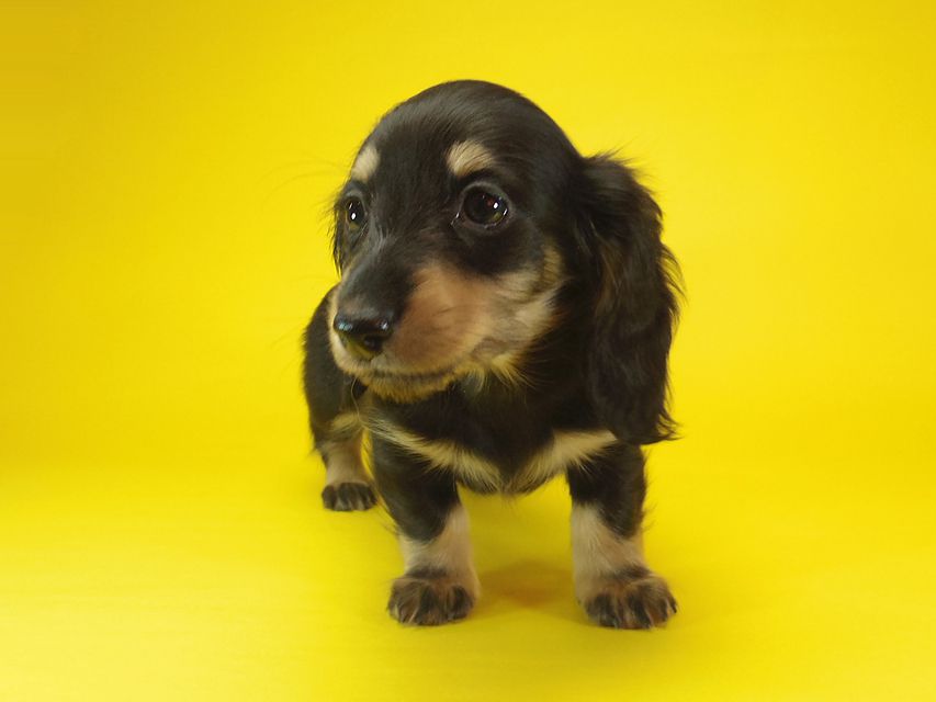 ダックスフンド わらび & アサヒの子犬 ブラッククリーム 女の子③