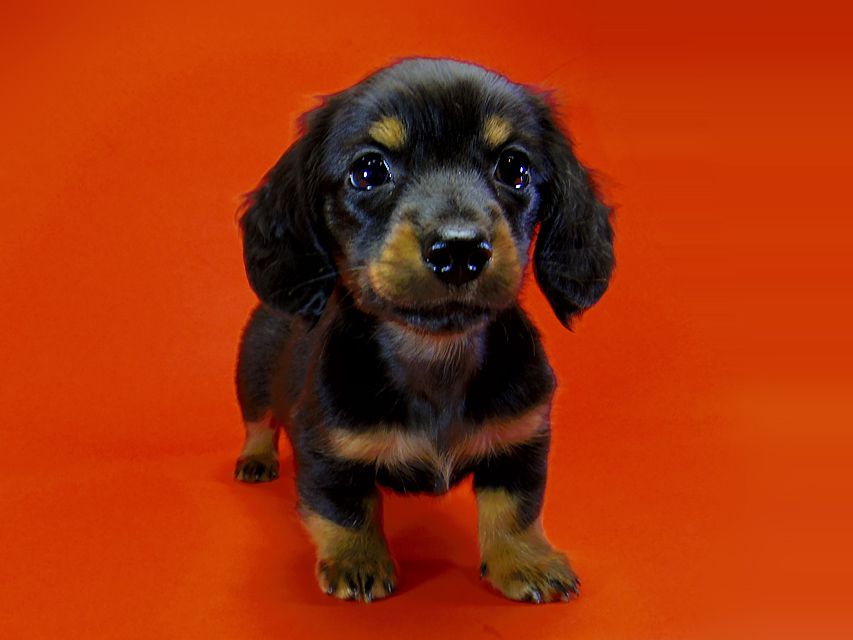 ダックスフンド カニンヘン いちご & ジャンクレールダンディの子犬 ブラックタン 男の子