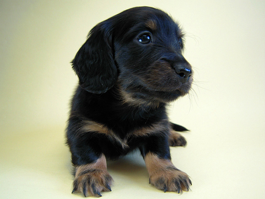 カニヘン　子犬　ブラタン男の子