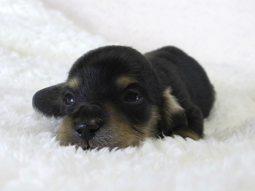 カニヘン　子犬　ブラクリ男の子