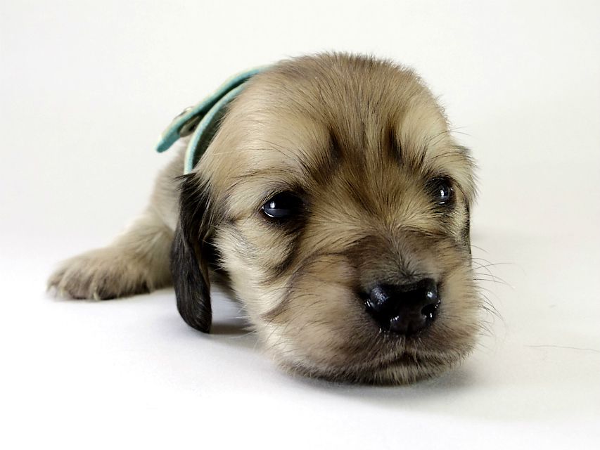 カニンヘン ダックスフンド 子犬 シェーデットクリーム 男の子