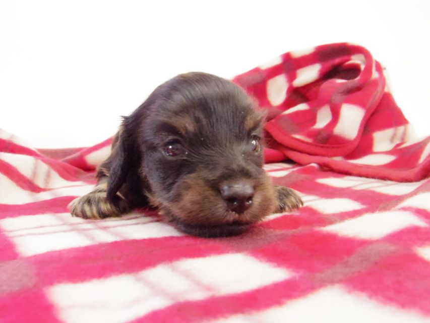 カニンヘン ダックスフンド レイ.s & 武蔵の赤ちゃん ブラッククリーム 男の子