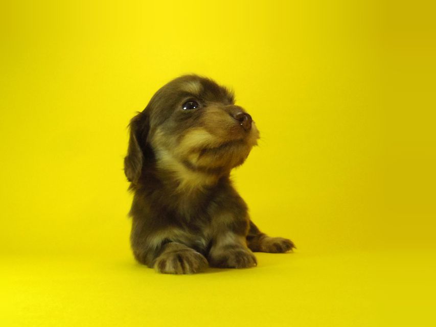 ダックスフンド ラム.mi & アサヒの赤ちゃん チョコクリーム 女の子