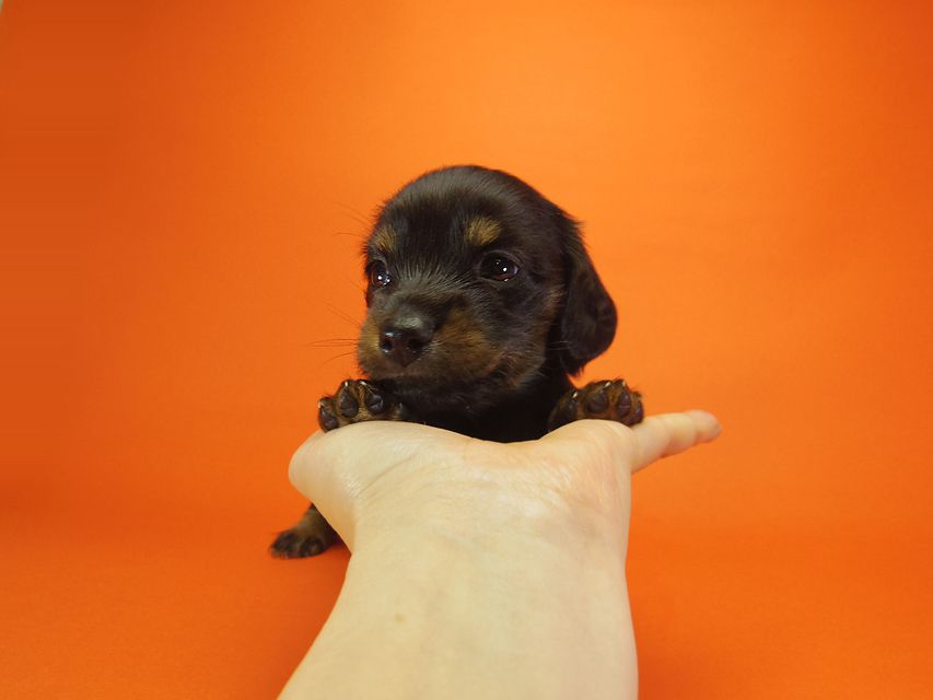 ダックスフンド いちご & ジャンクレールダンディの赤ちゃん ブラックタン 男の子