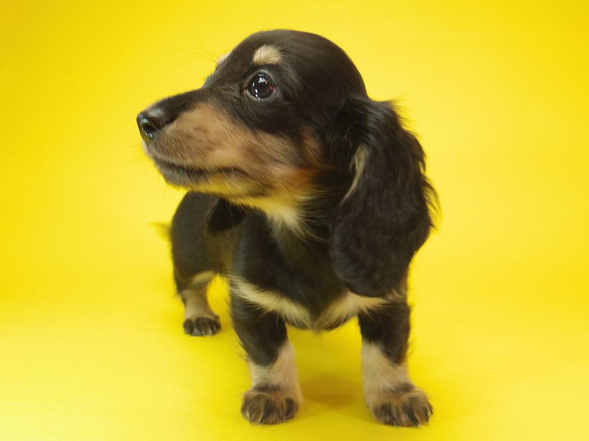 ダックスフンド わらび & アサヒの子犬 ブラッククリーム 女の子③