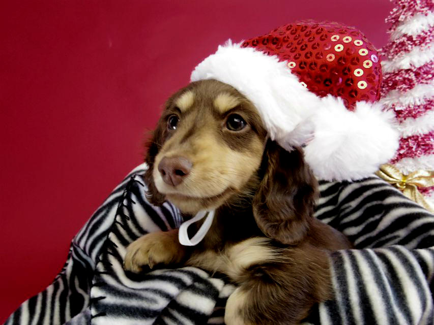 カニヘン ダックスフンド 子犬 チョコレートクリーム女の子