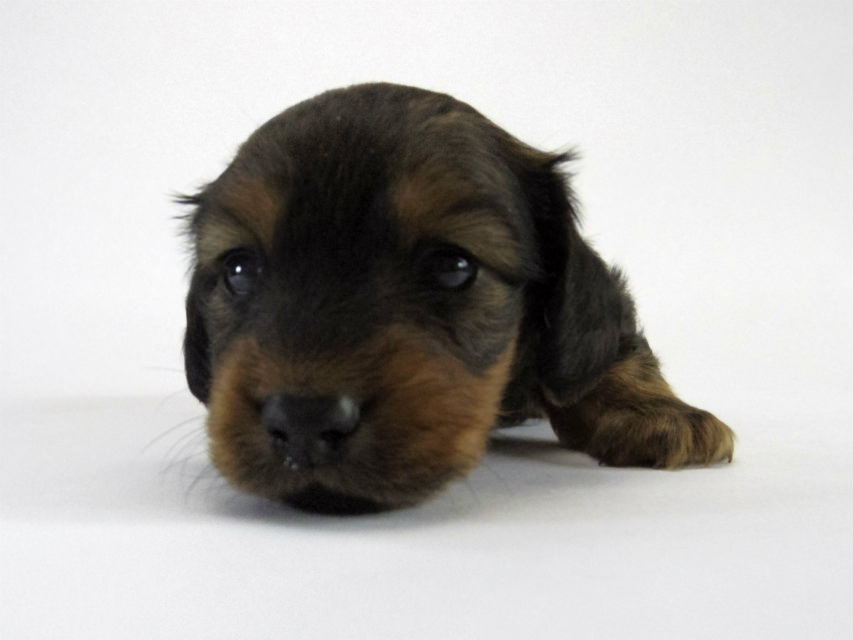 カニンヘン ダックスフンド 子犬 シェーデットレット 男の子