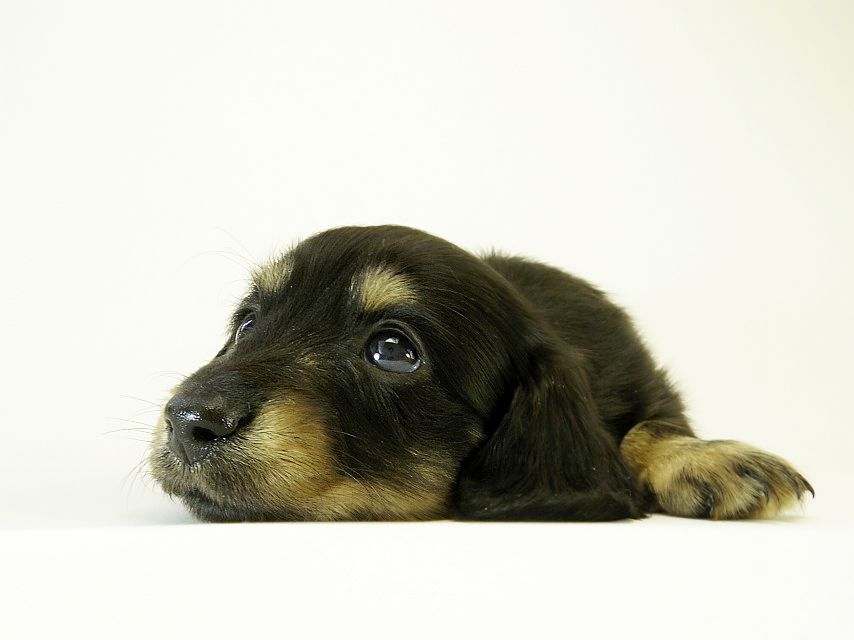 カニンヘン ダックスフンド 子犬 ブラッククリーム 男の子