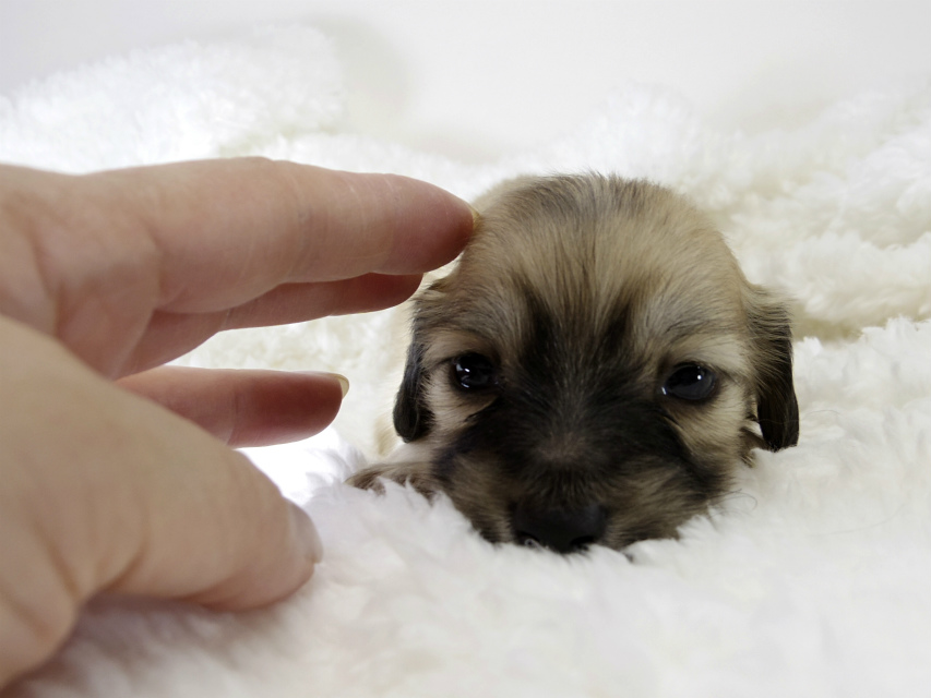 カニンヘン ダックスフンド 子犬 シェーデットクリーム 男の子