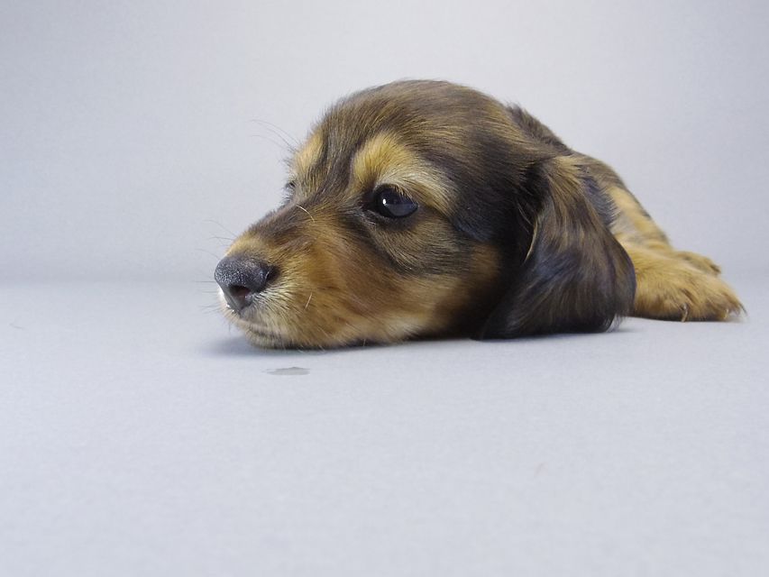 カニンヘン ダックスフンド ティアラ & たけるの赤ちゃん シェーデットレッド 女の子035 カニンヘン ダックスフンド ティアラ & たけるの赤ちゃん シェーデットレッド 女の子