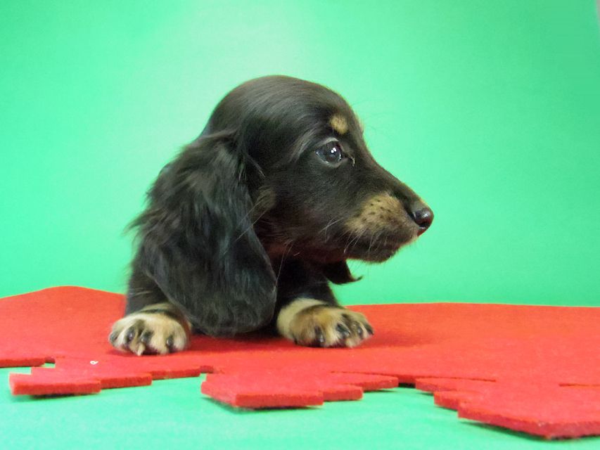 ダックスフンド カニンヘン グリム & オスカルの赤ちゃん