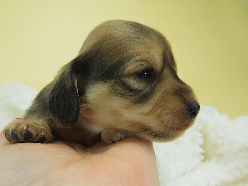 ミニチュアダックス シャーディー & オスカルの赤ちゃん シェーデットクリーム 男の子