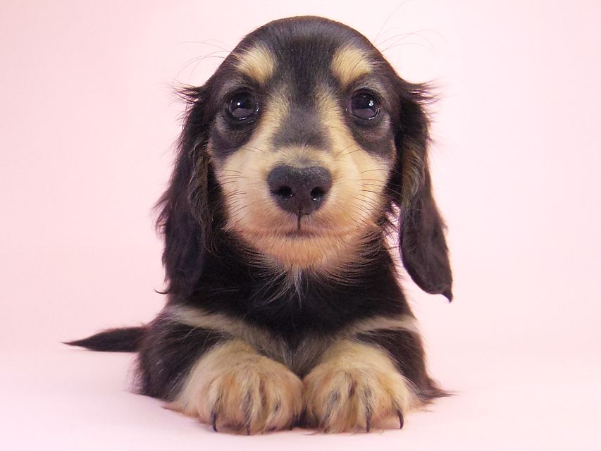 ミニチュアダックス シャーディー & オスカルの赤ちゃん ブラッククリーム 男の子