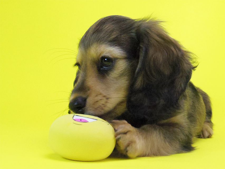 ダックスフンド カニンヘン ティアラ & オスカルの子犬 シェーデットクリーム 女の子035 ダックスフンド カニンヘン ティアラ & オスカルの子犬 シェーデットクリーム 女の子