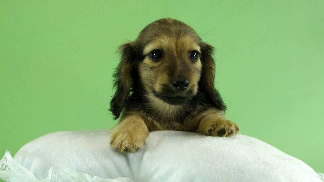 カニンヘンダックス 子犬 シェーデットクリーム男の子 カニンヘンダックス 子犬 シェーデットクリーム男の子