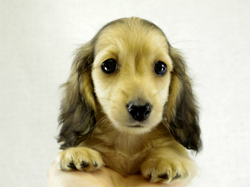 カニヘンダックス シェーデットクリーム 男の子 カニヘンダックス シェーデットクリーム 男の子