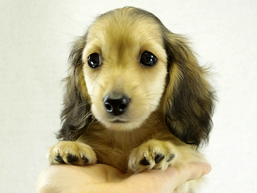 カニヘンダックス シェーデットクリーム 男の子 カニヘンダックス シェーデットクリーム 男の子