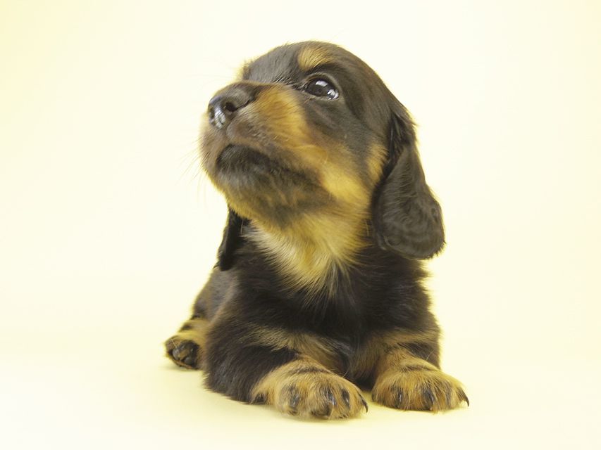 エルナの赤ちゃん ブラック&タン 女の子 エルナの赤ちゃん ブラック&タン 女の子