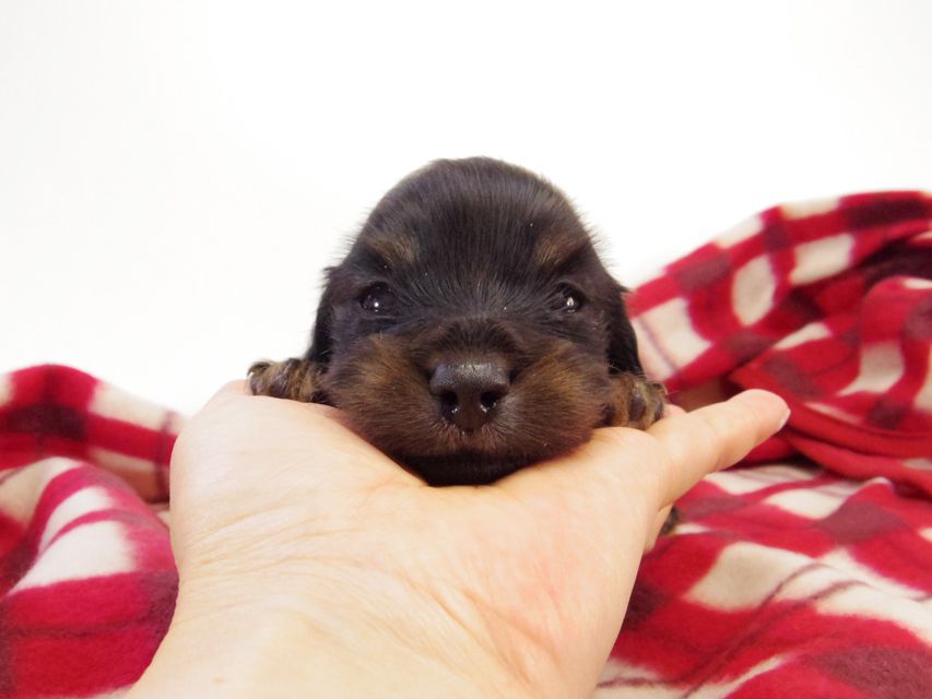 カニンヘン ダックスフンド レイ.s & 武蔵の赤ちゃん ブラッククリーム 男の子