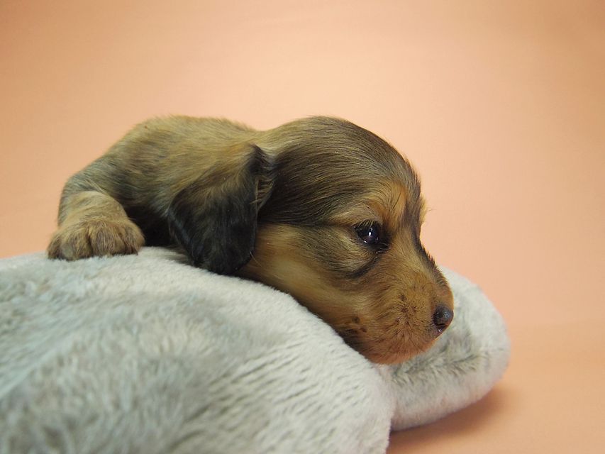 0ダックスフンド カニンヘン SHELLY.mi & オスカルの子犬 シェーデットクリーム 男の子 ①36 ダックスフンド カニンヘン SHELLY.mi & オスカルの子犬 シェーデットクリーム 男の子 ①