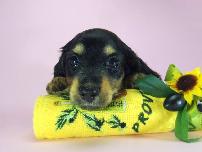 ダックスフンド ルル.hb & セブンの子犬 ブラクリ 女の子