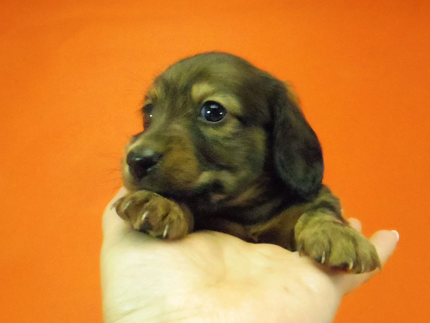 ダックスフンド ルヒィ & ジムダンディの子犬 レッド 男の子036 ダックスフンド ルヒィ & ジムダンディの子犬 レッド 男の子